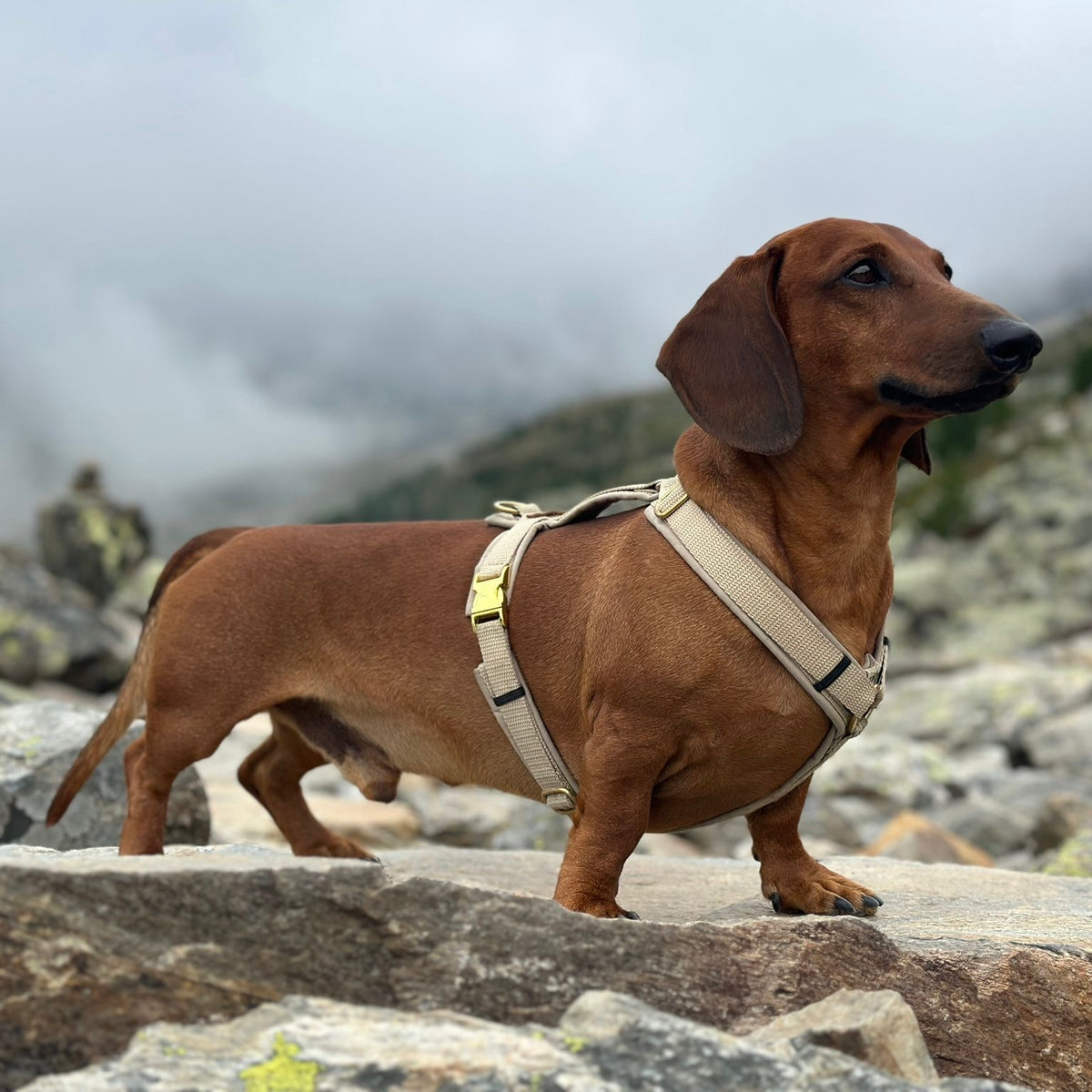 isartau Hundegeschirr Softie Beige – Stimmungsbild mit Dackel