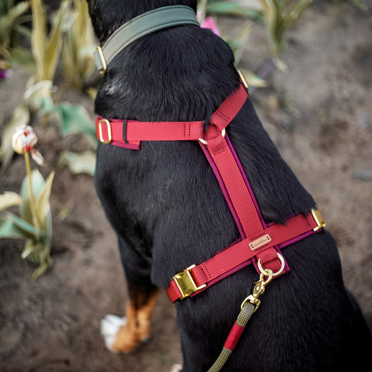 isartau Hundegeschirr Softie Burgunder – Stimmungsbild mit Hund