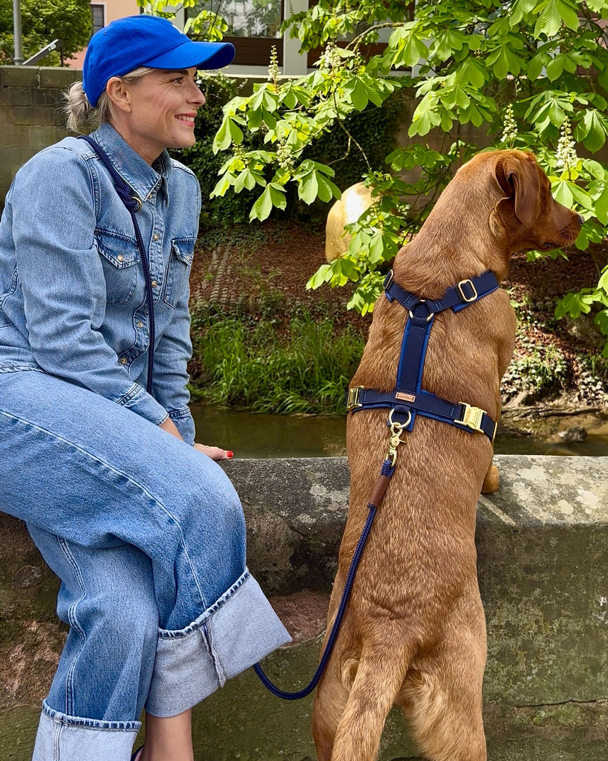 isartau Hundegeschirr Softie Dunkelblau – Stimmungsbild mit Labrador