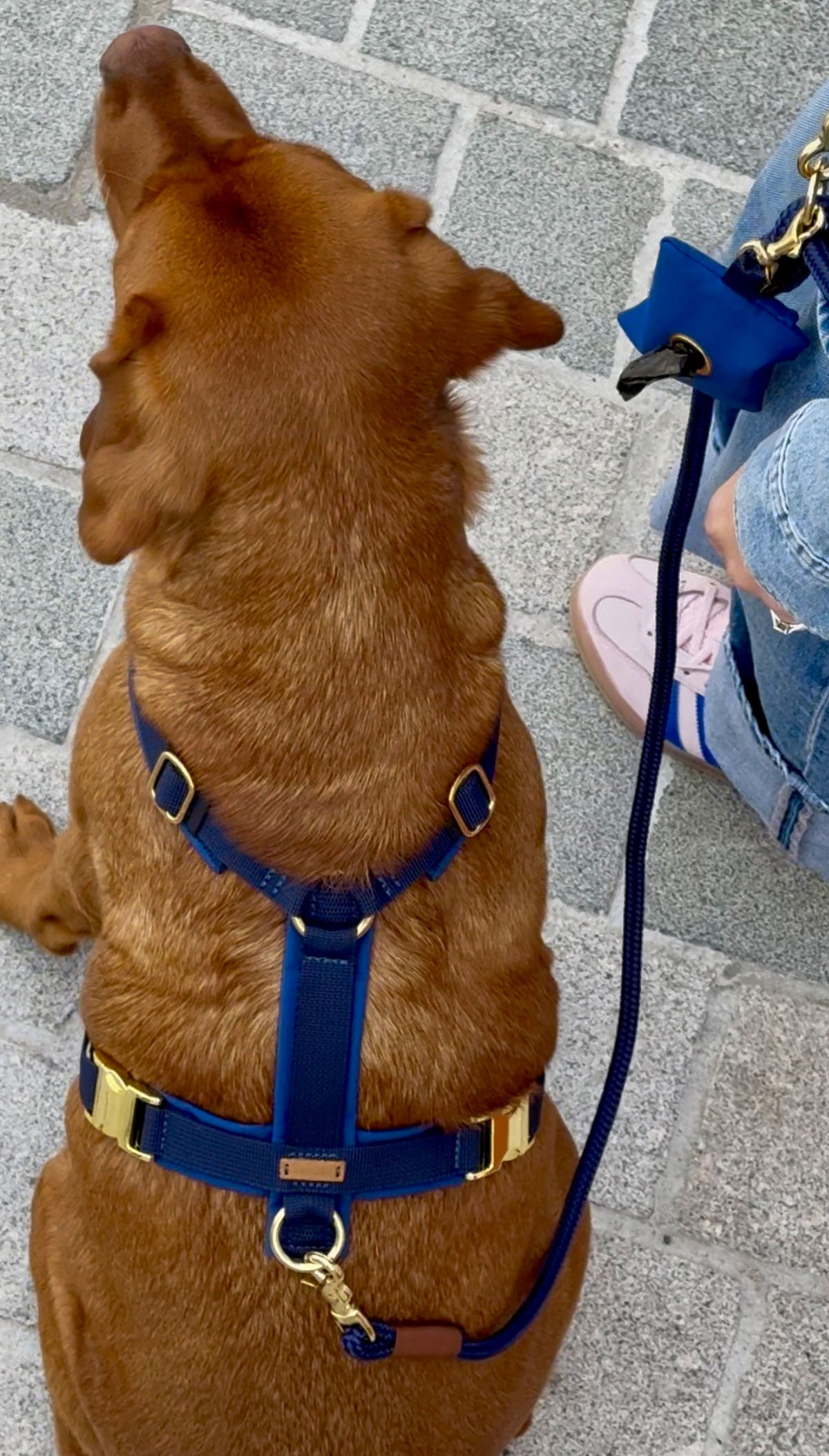 isartau Hundegeschirr Softie Dunkelblau – Stimmungsbild mit Labrador