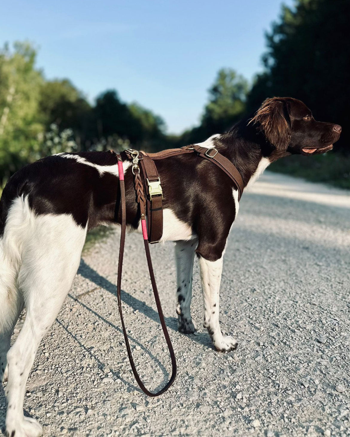 Deutsch Kurzhaar in Hundegeschirr Softie Dunkelbraun, Größe L