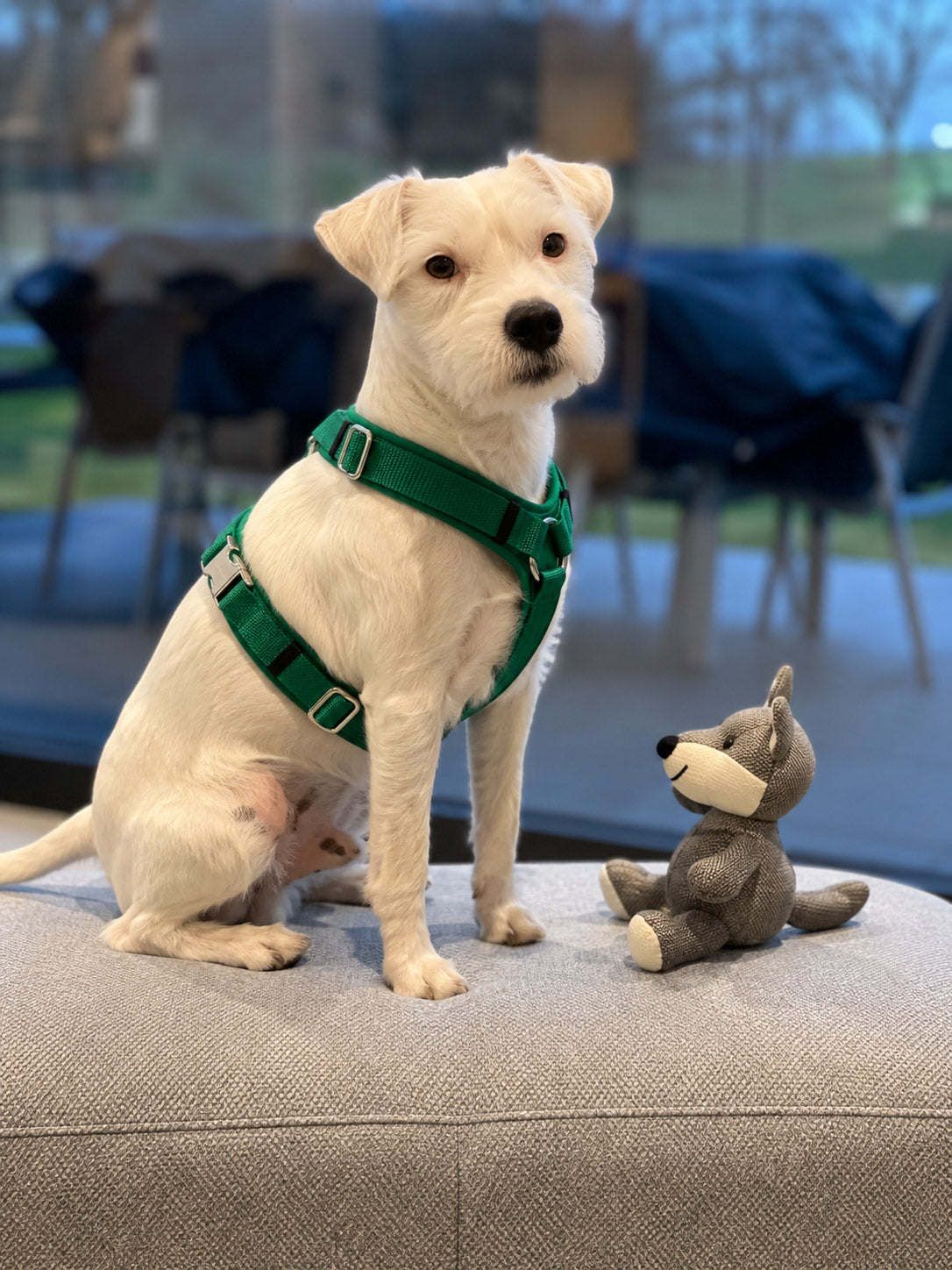 Parson Russel Terrier im Hundegeschirr Softie Grün