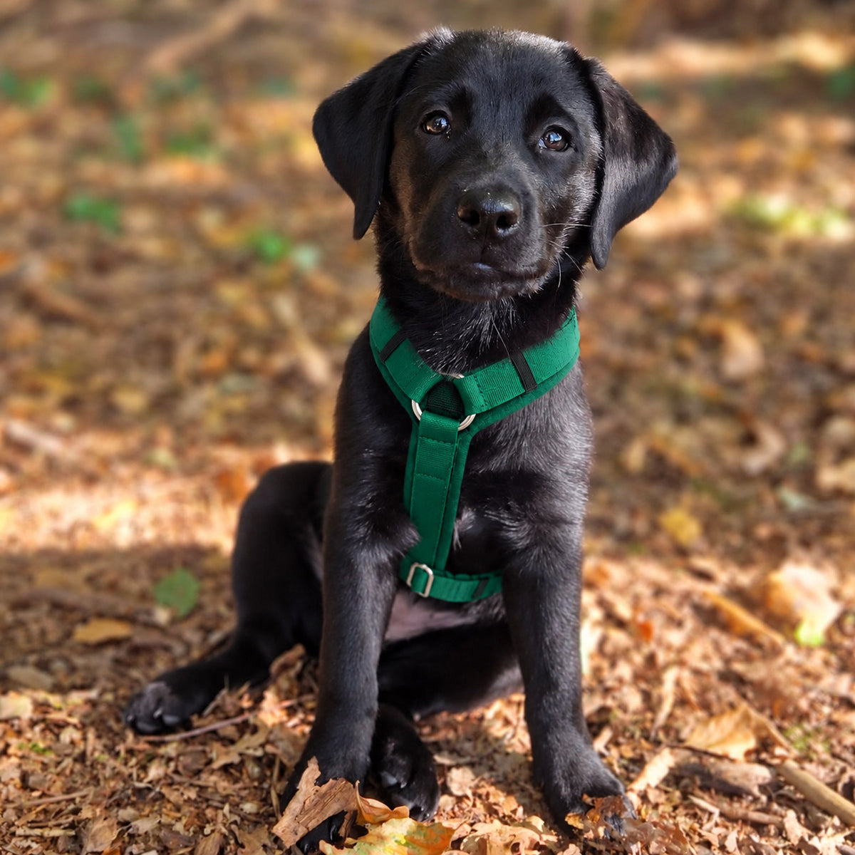 Hundegeschirr Softie Grün an Labrador Welpe