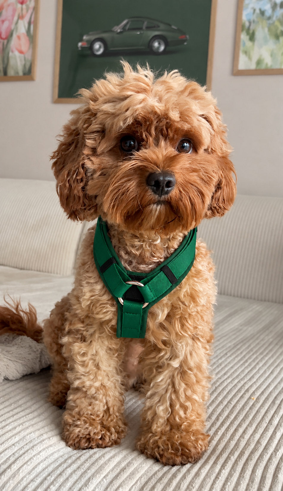 Roter Cavapoo im Hundegeschirr Softie Grün