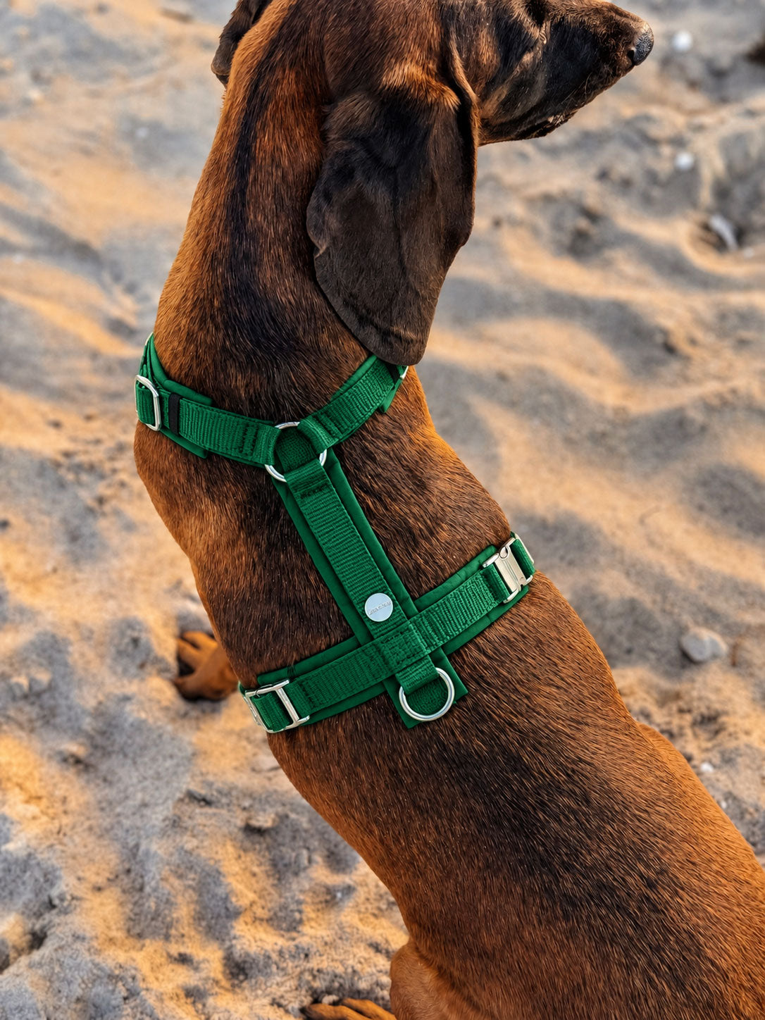 BGS mit Hundegeschirr Softie Grün