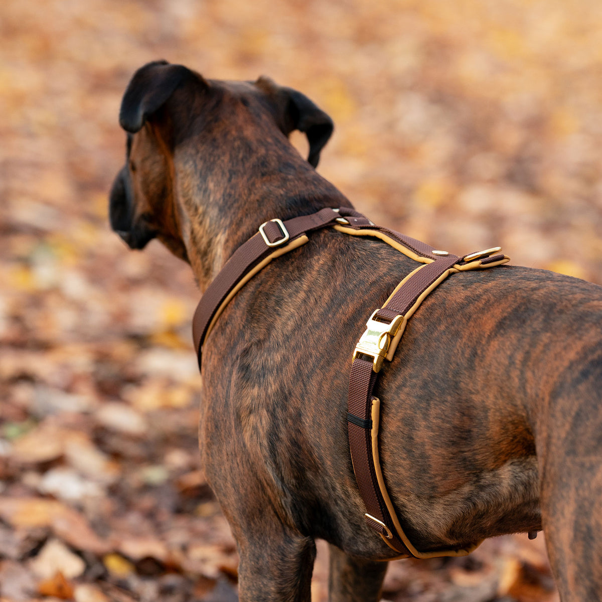 isartau Hundegeschirr Softie Karamell – Stimmungsbild mit Hund