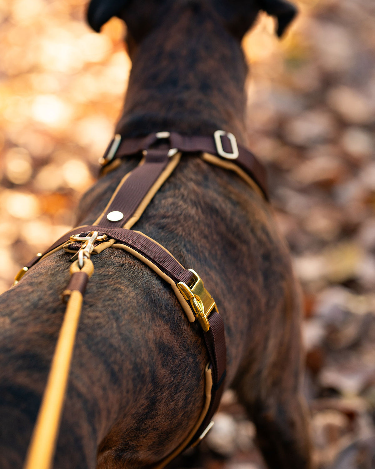 isartau Hundegeschirr Softie Karamell – Stimmungsbild mit Hund