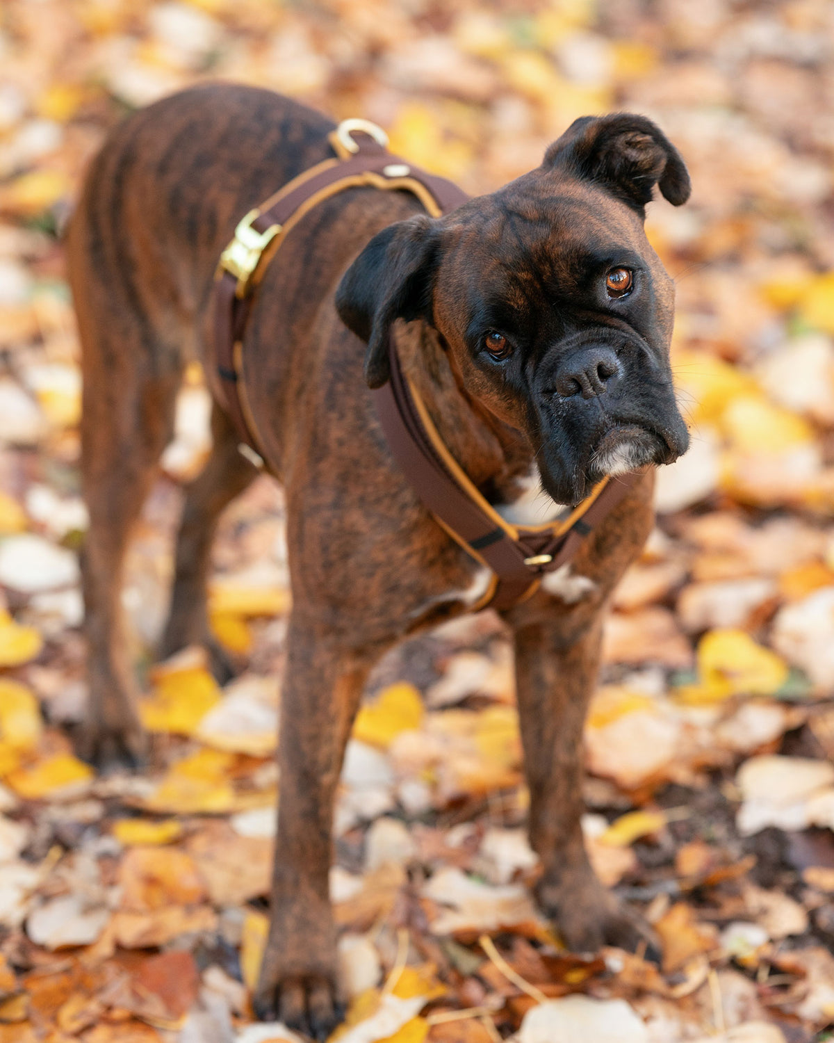 isartau Hundegeschirr Softie Karamell – Stimmungsbild mit Hund