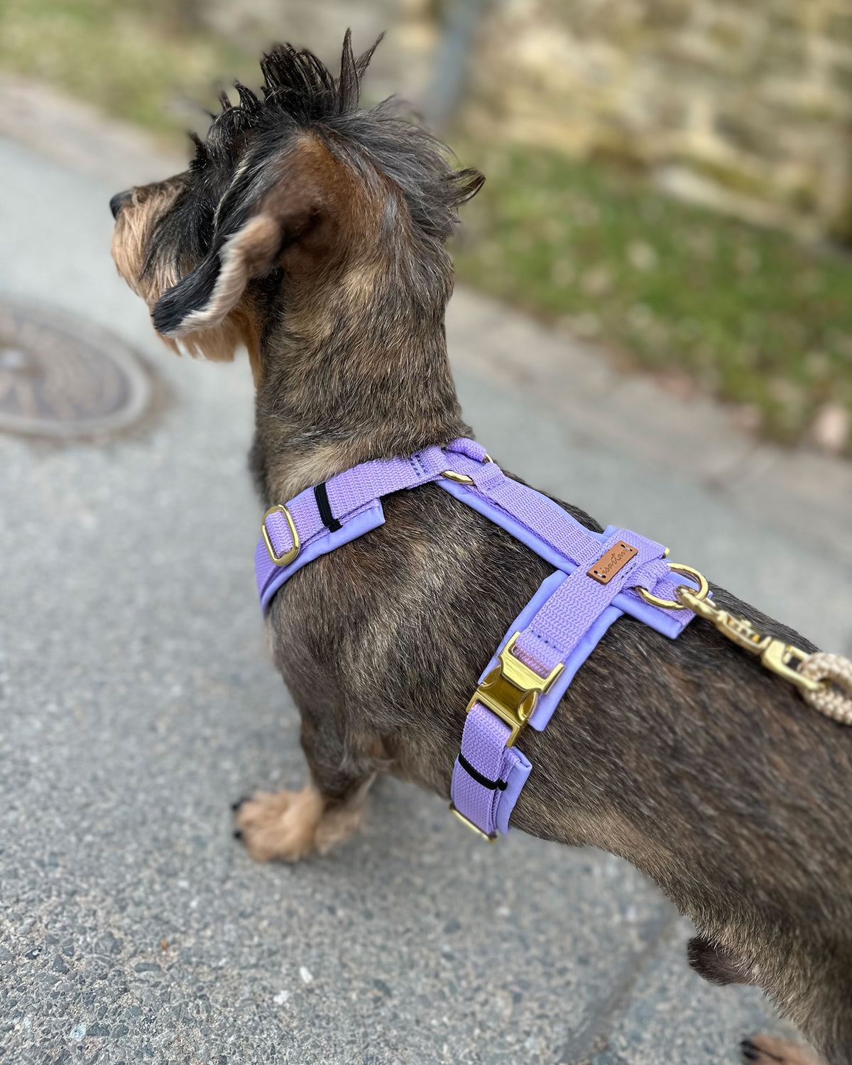 isartau Hundegeschirr Softie Lavendel – Stimmungsbild mit Hund