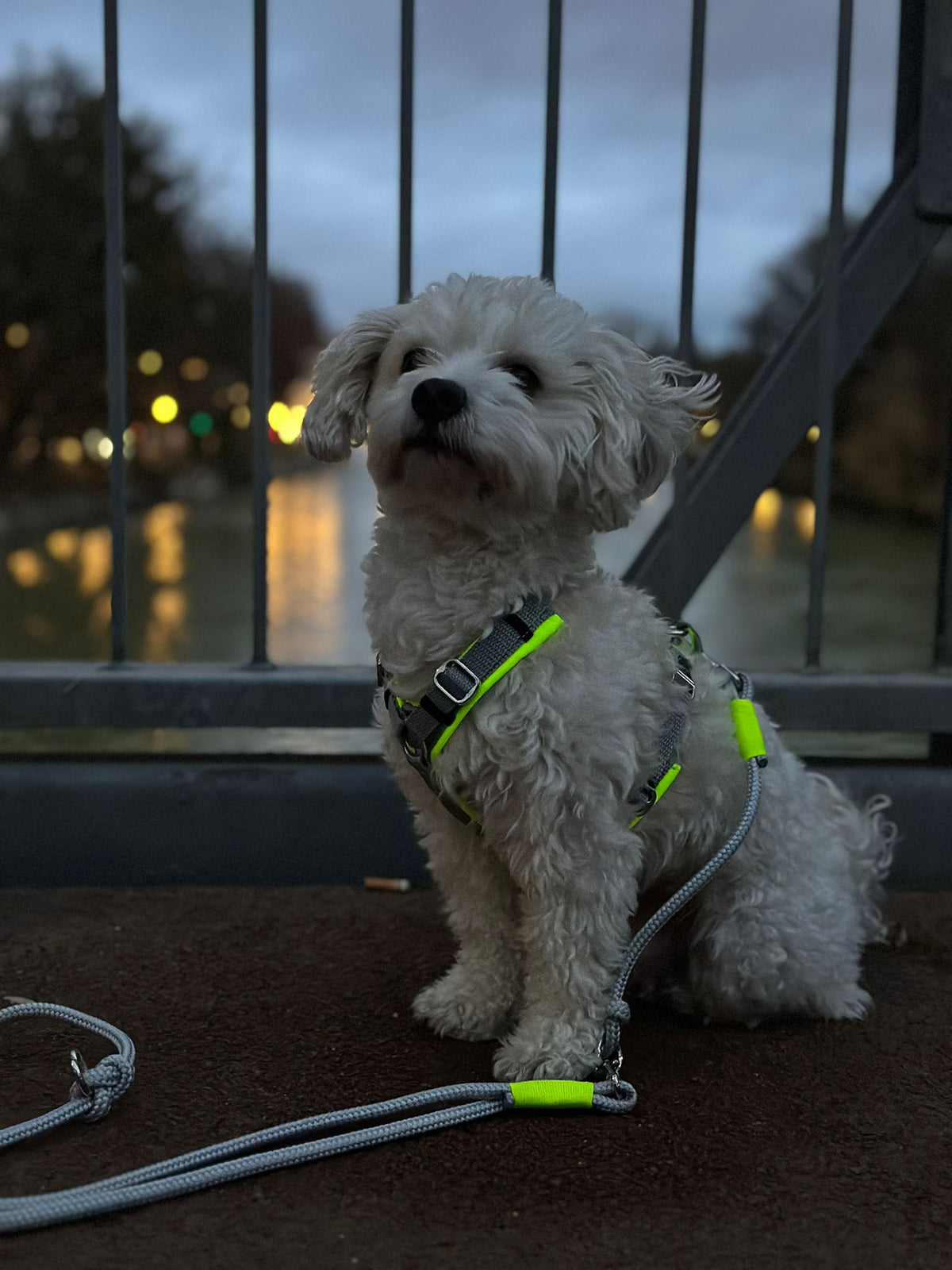 Kürmel in Hundegeschirr Grau-Neongelb mit Tauleine Pebble Stone Neongelb