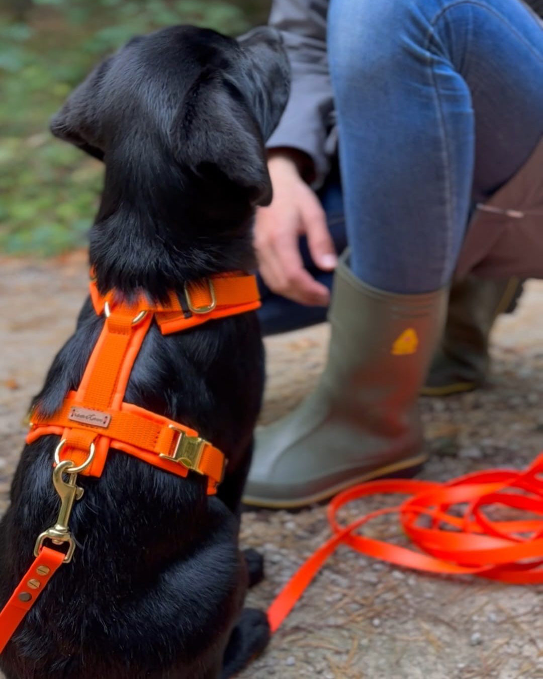 isartau Hundegeschirr Softie Neonorange – Stimmungsbild mit Hund