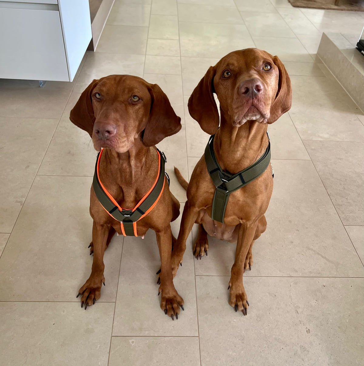 isartau Hundegeschirr Softie Neonorange-Oliv – Stimmungsbild mit Hund
