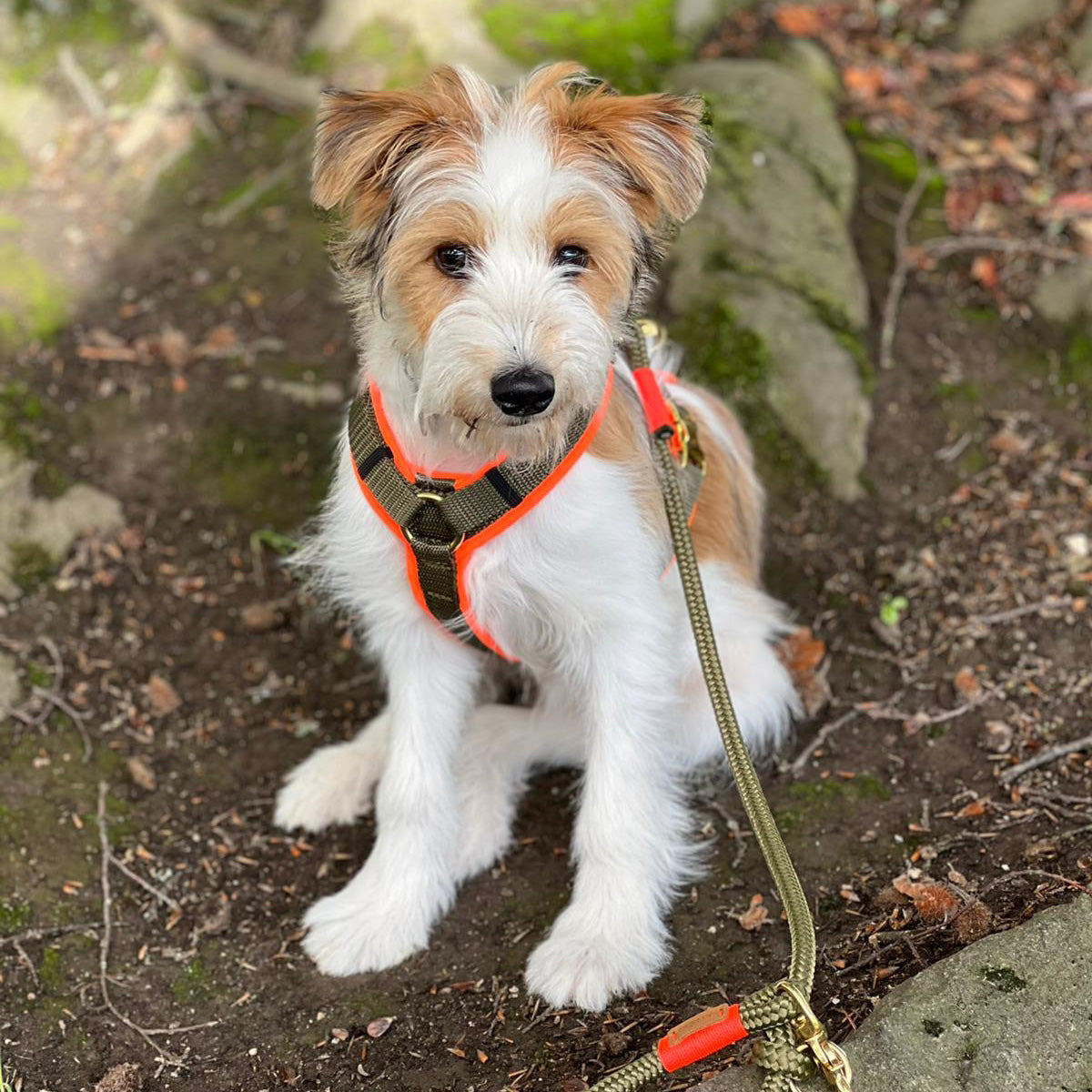 isartau Hundegeschirr Softie Neonorange-Oliv – Stimmungsbild mit Hund