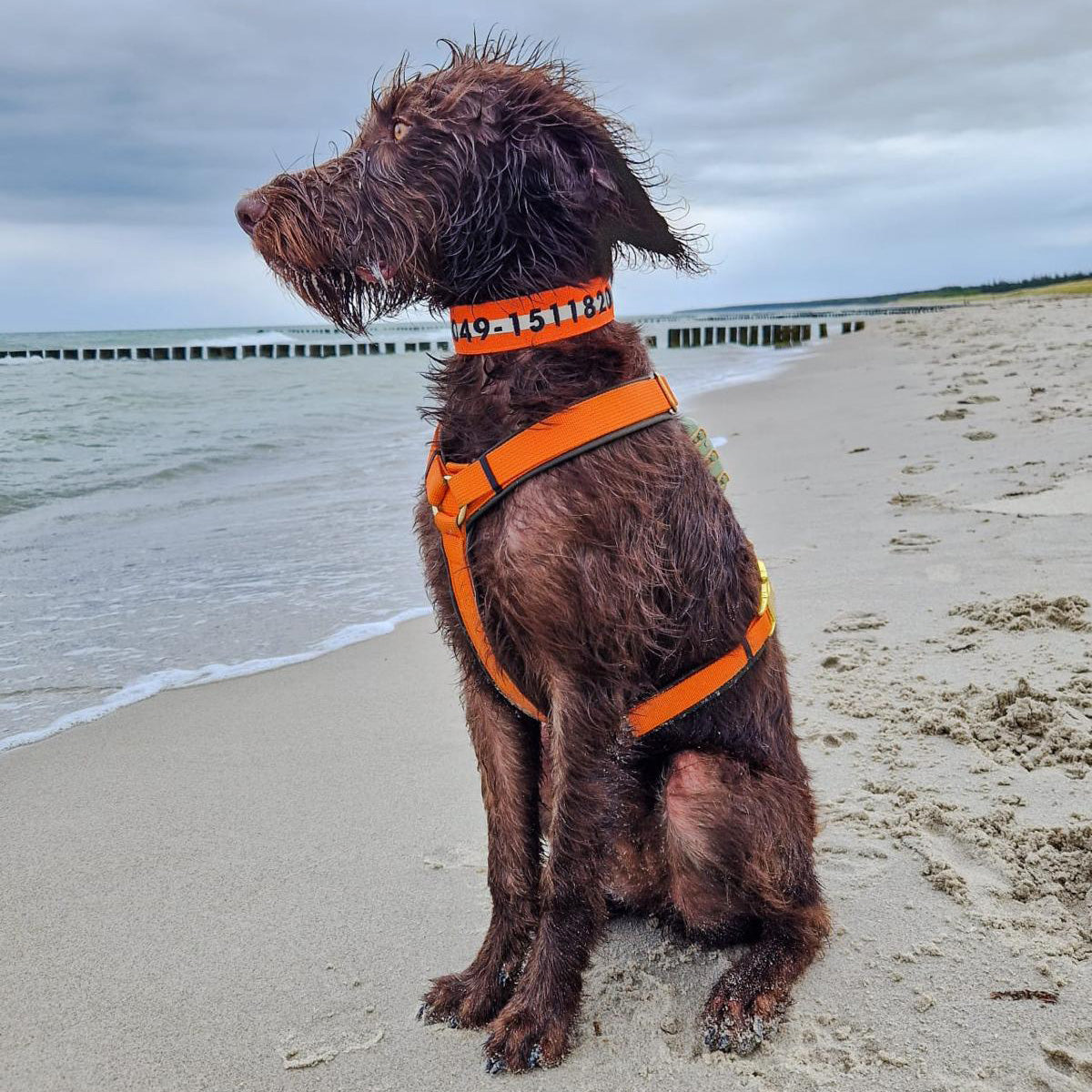 Jagdhund Jolle am Strand mit Oliv-Orangenem Brustgeschirr