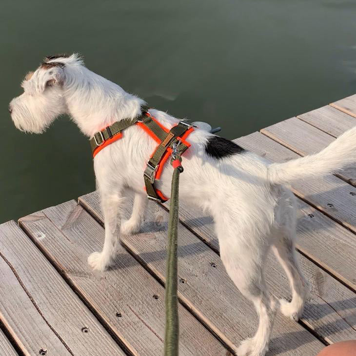 isartau Hundegeschirr Softie Neonorange-Oliv – Stimmungsbild mit Hund