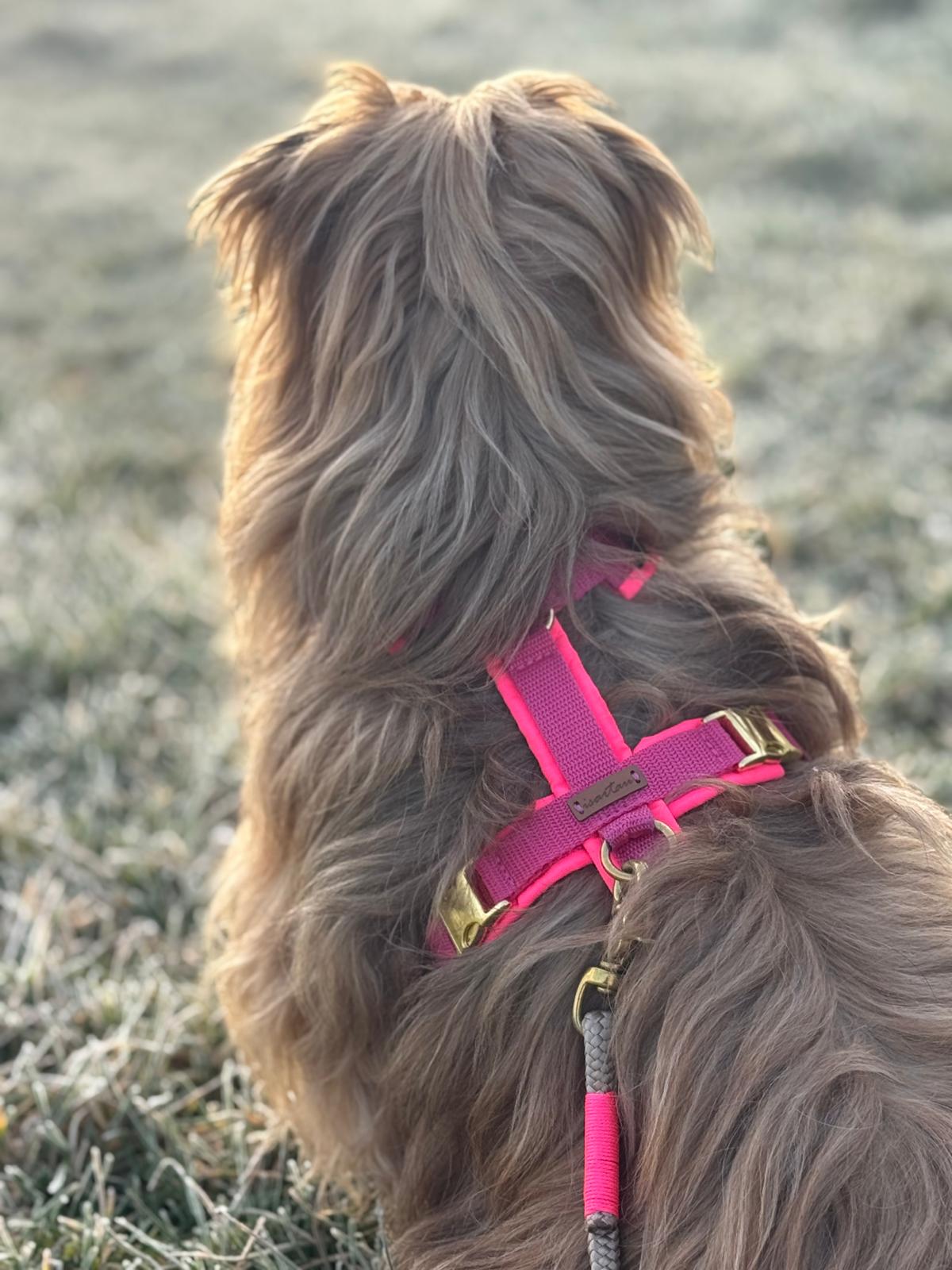 Tibet Terrier Juszti in Hundegeschirr Softie neonpink
