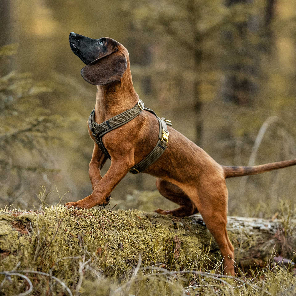 isartau Hundegeschirr Softie Oliv – Stimmungsbild mit Hund