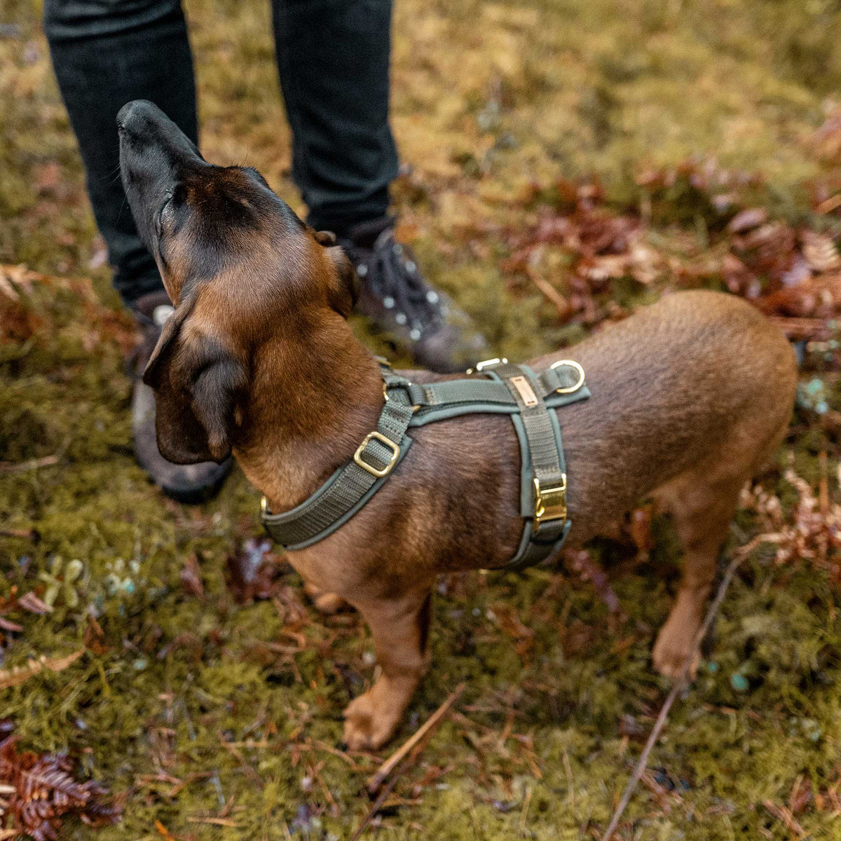 isartau Hundegeschirr Softie Oliv – Stimmungsbild mit Hund