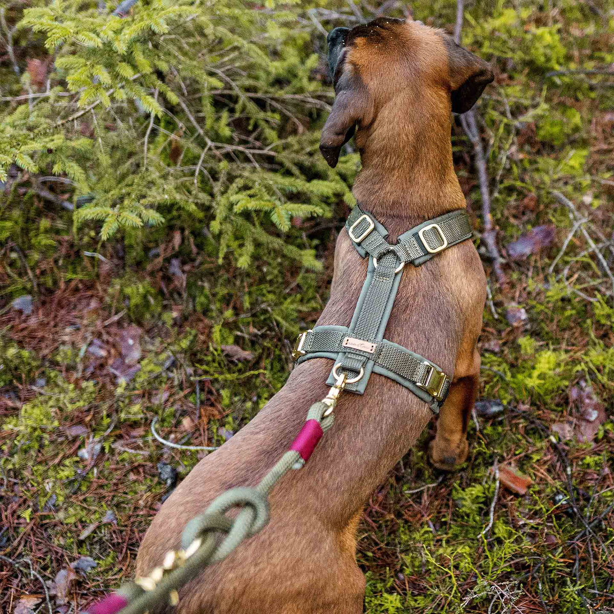 isartau Hundegeschirr Softie Oliv – Stimmungsbild mit Hund