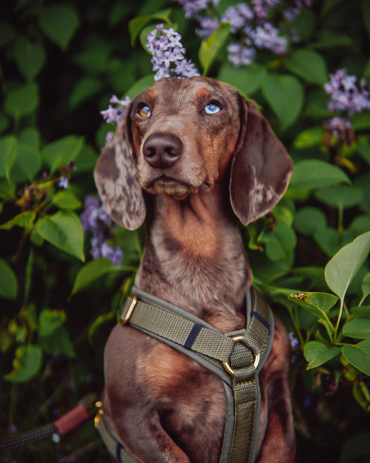isartau Hundegeschirr Softie Oliv – Stimmungsbild mit Hund