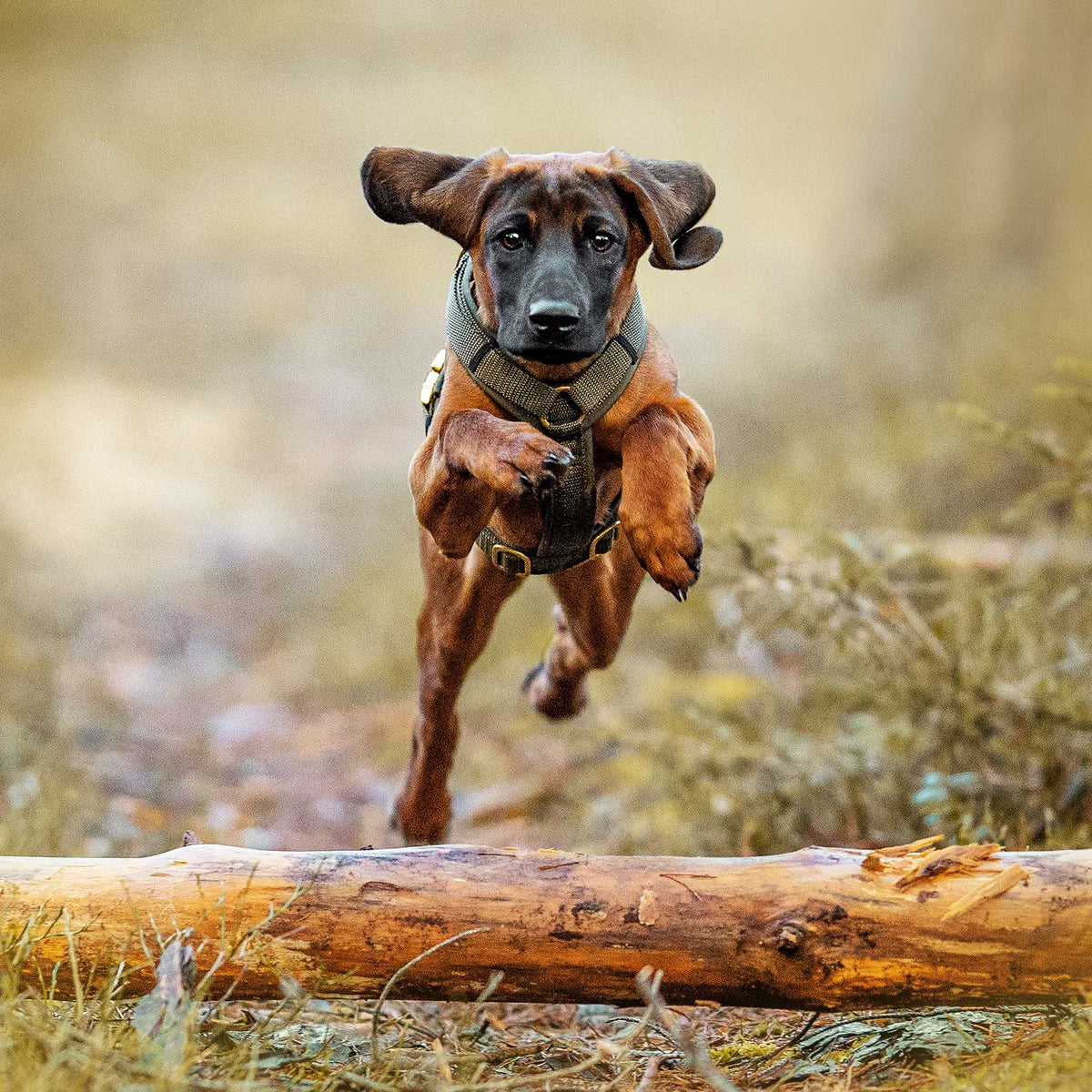 isartau Hundegeschirr Softie Oliv – Stimmungsbild mit Hund