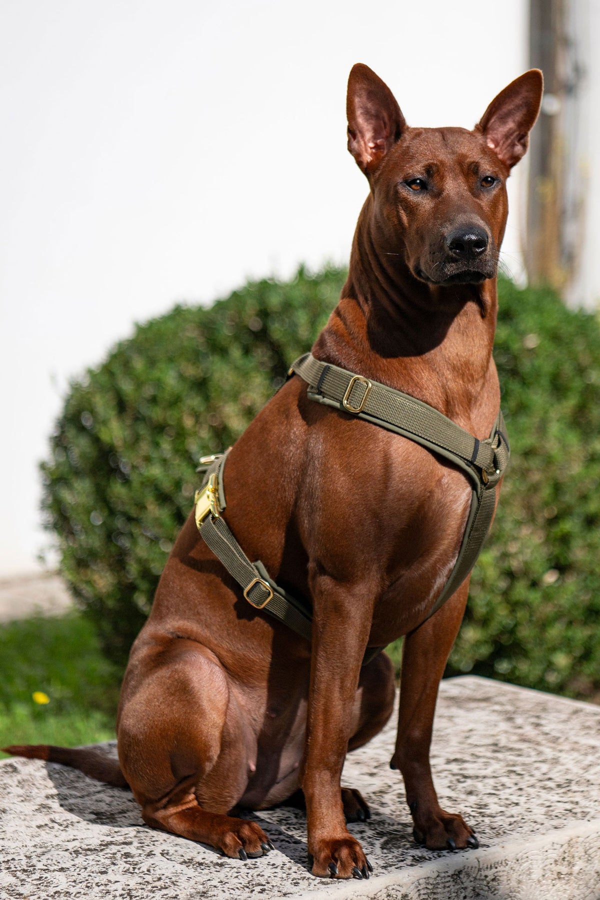 isartau Hundegeschirr Softie Oliv – Stimmungsbild mit Thai Ridgeback