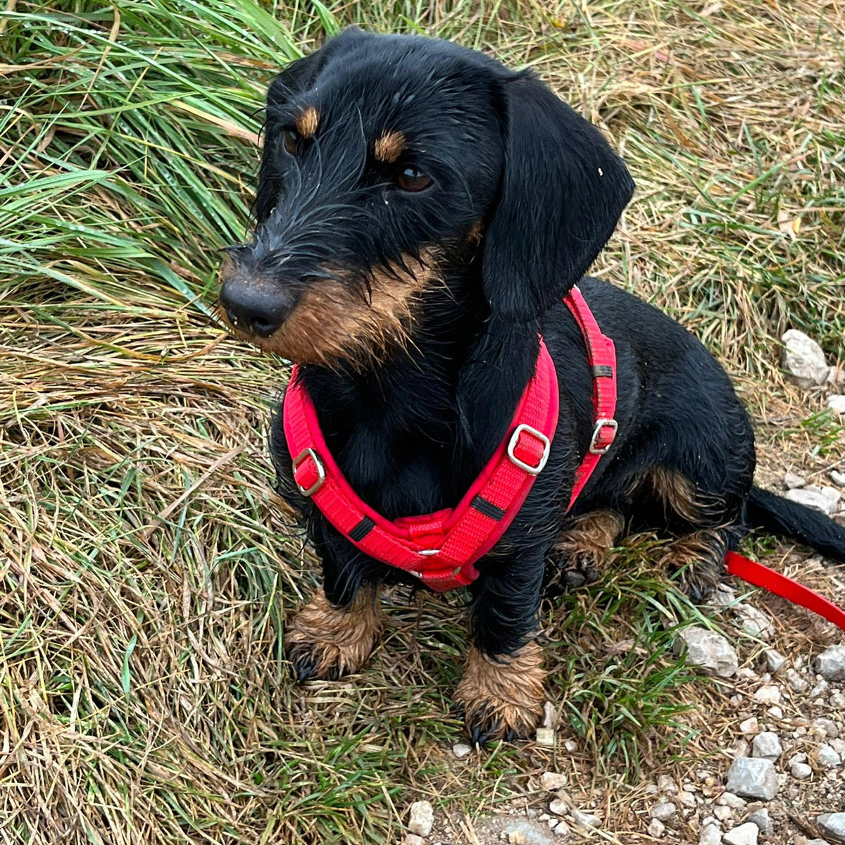 isartau Hundegeschirr Softie Rot – Stimmungsbild mit Hund