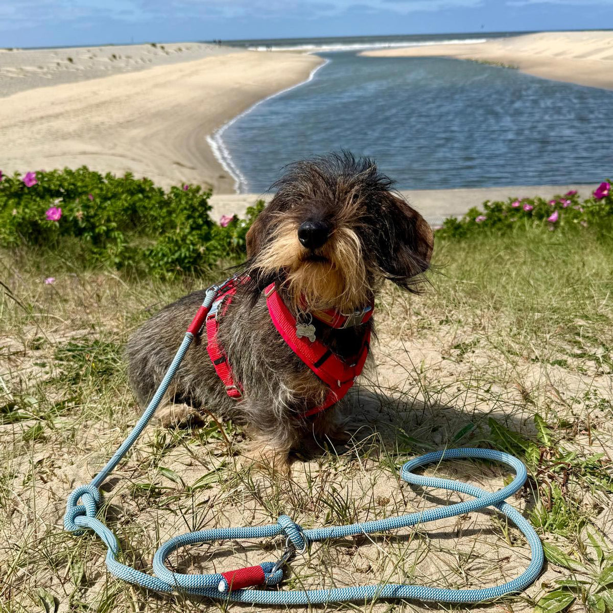 isartau Hundegeschirr Softie Rot – Stimmungsbild mit Hund