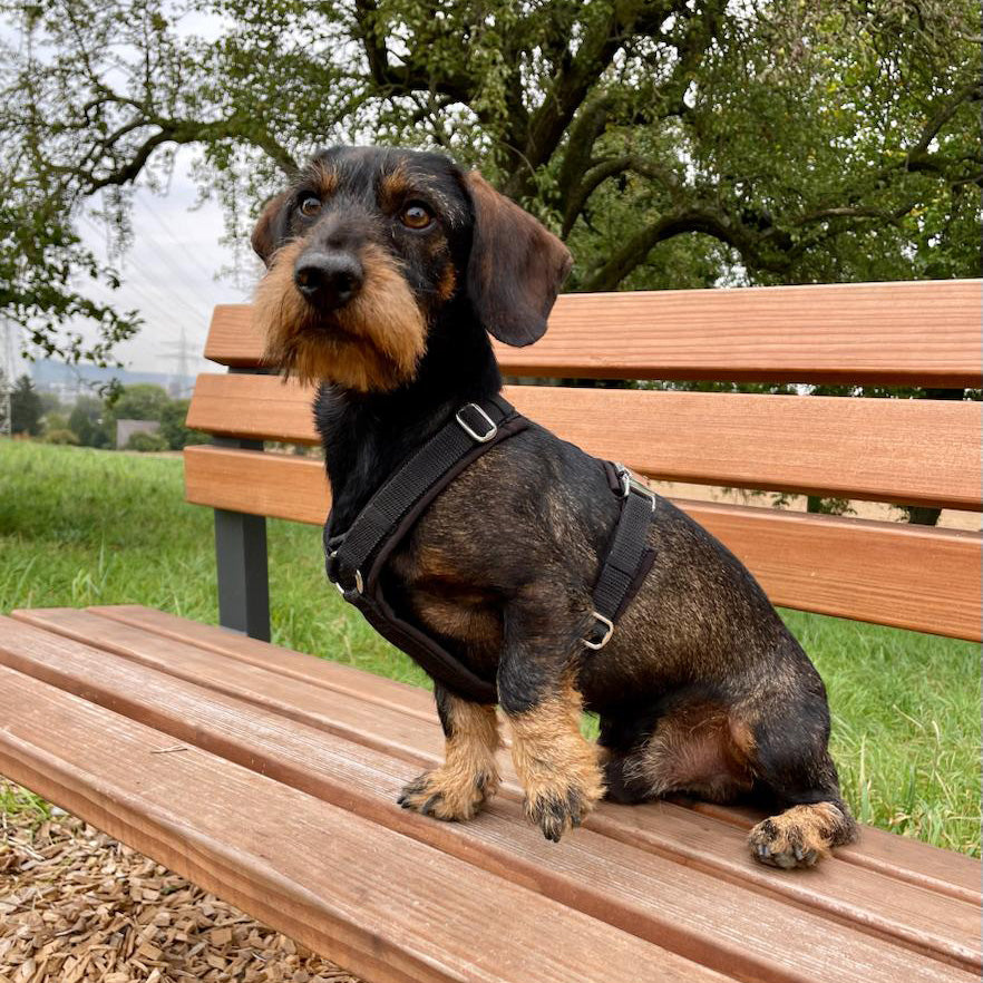 isartau Hundegeschirr Softie Schwarz – Stimmungsbild mit Hund