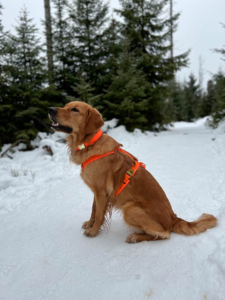 isartau Hundegeschirr Softie Neonorange – Stimmungsbild mit Hund