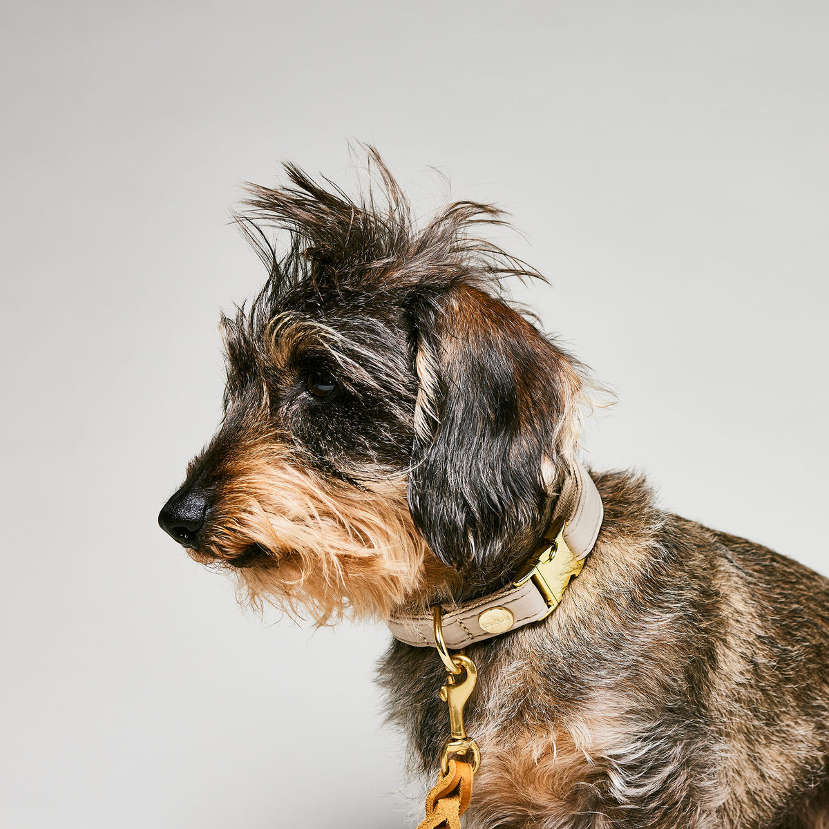 Nahaufnahme Dackel mit beigem Softie Halsband