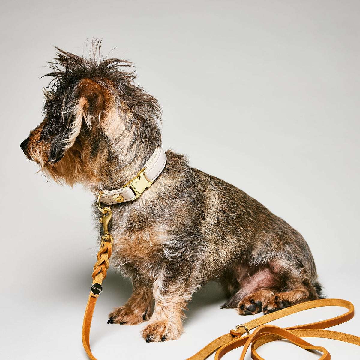 Dackel schaut weg, Fokus auf seinem beigen Halsband Softie Beige und brauner Lederleine mit MInikarabinern