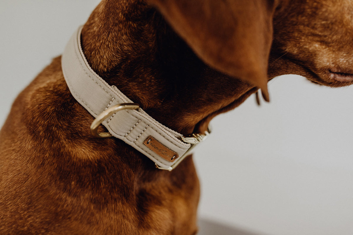 isartau Halsband Softie Beige – Stimmungsbild mit Hund
