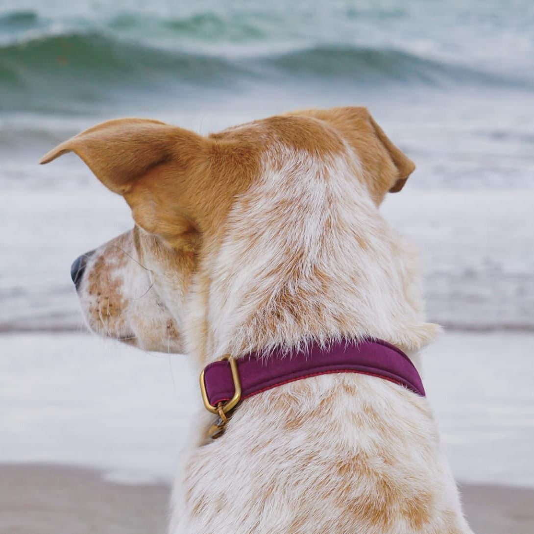 isartau Halsband Softie Burgunder – Stimmungsbild mit Hund