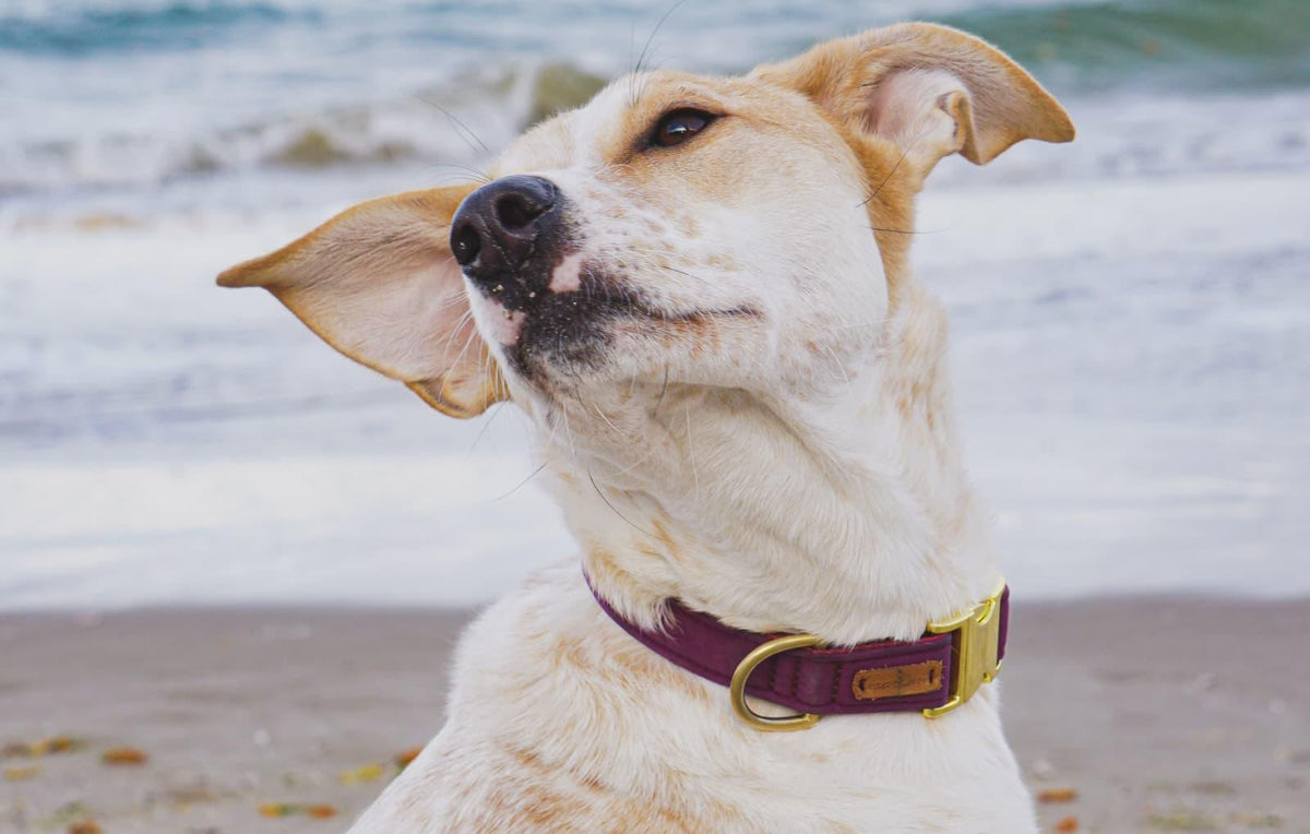isartau Halsband Softie Burgunder – Stimmungsbild mit Hund