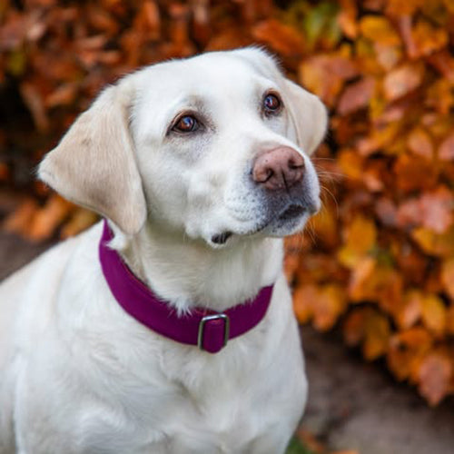 isartau Halsband Softie Burgunder – Stimmungsbild mit Hund