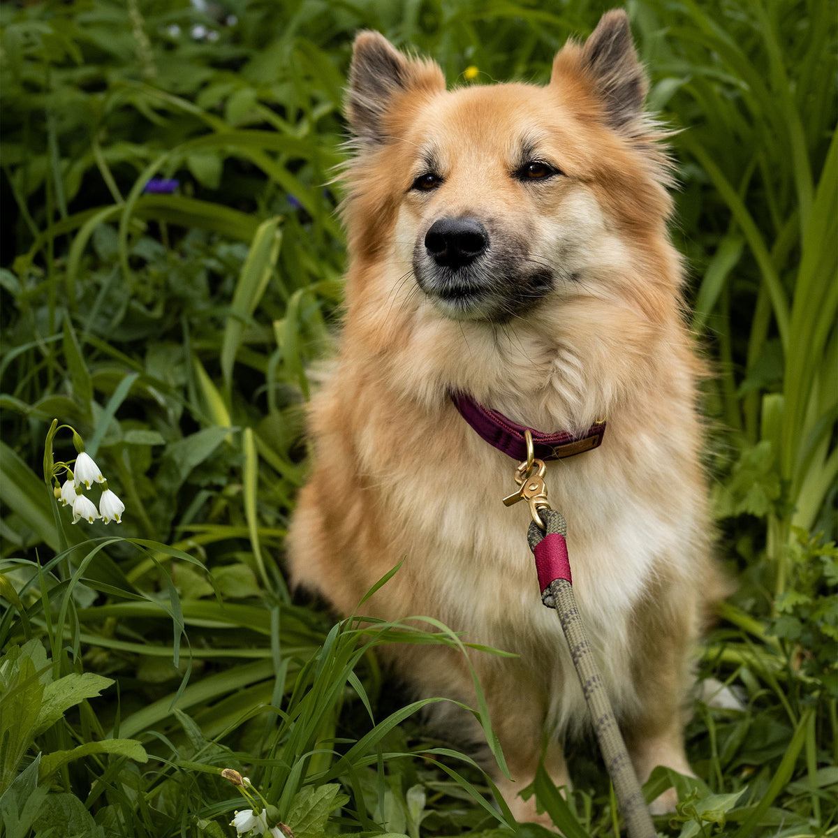 isartau Halsband Softie Burgunder – Stimmungsbild mit Hund