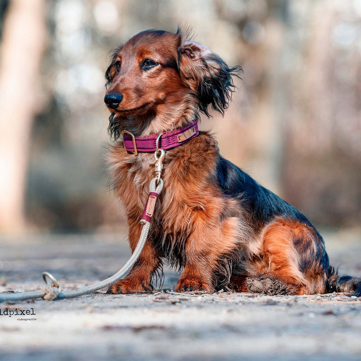 isartau Halsband Softie Burgunder – Stimmungsbild mit Hund