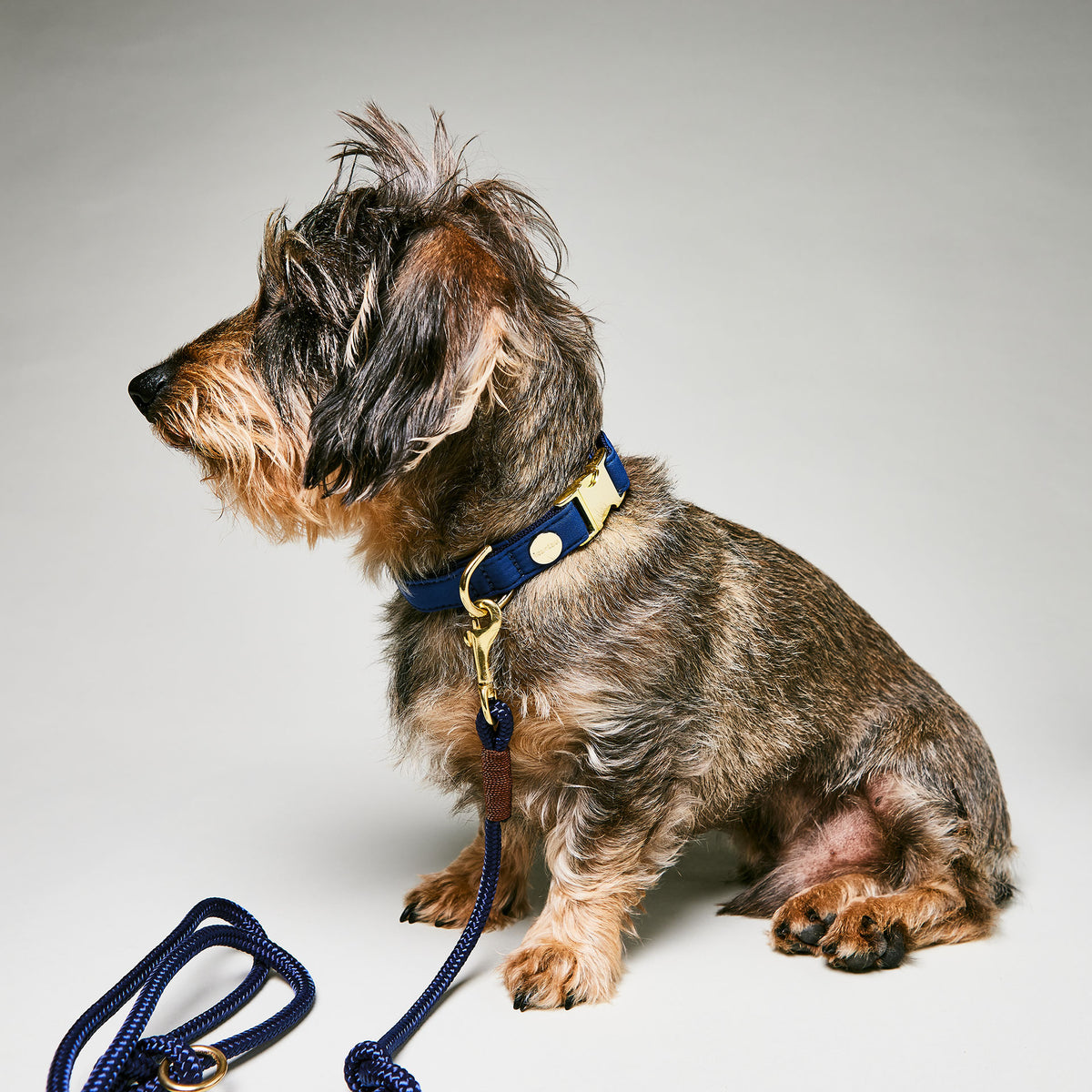 isartau Halsband Softie Dunkelblau – Stimmungsbild mit Dackel