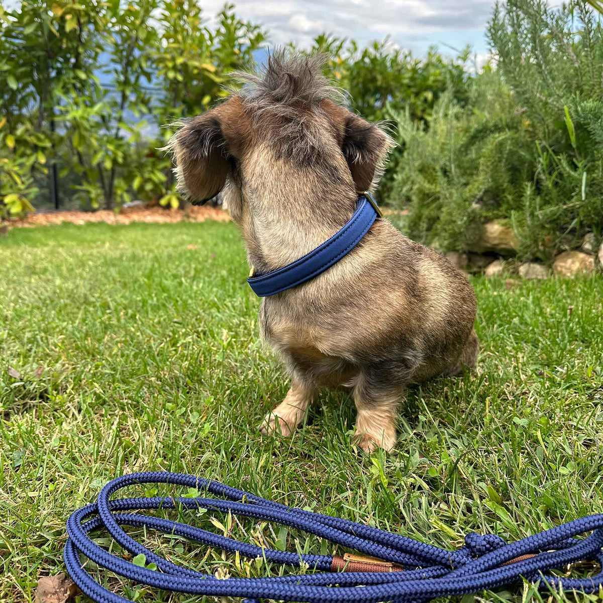 isartau Halsband Softie Dunkelblau – Stimmungsbild mit Hund