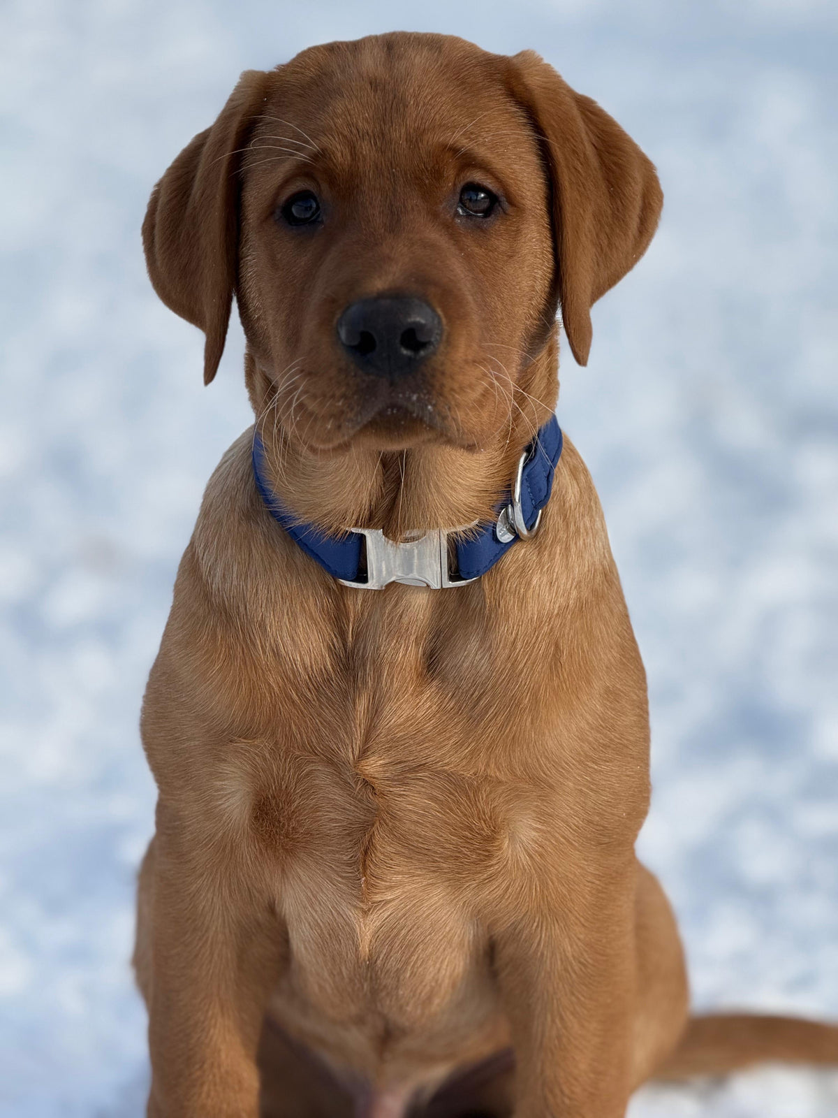 isartau Halsband Softie Dunkelblau – Stimmungsbild mit Labrador