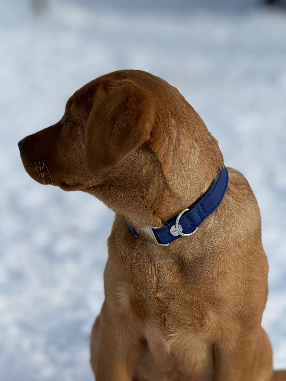 isartau Halsband Softie Dunkelblau – Stimmungsbild mit Labrador