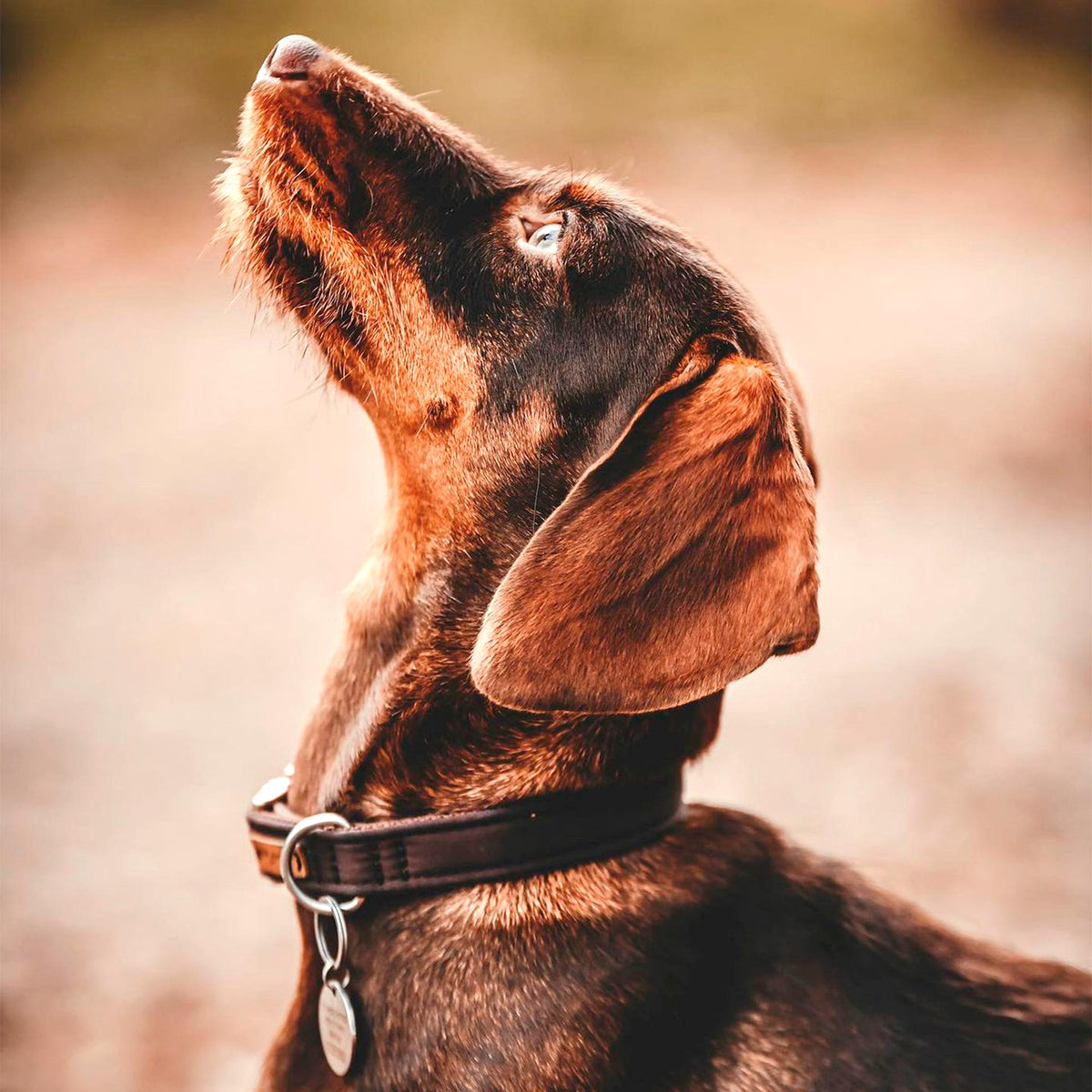 isartau Halsband Softie Dunkelbraun – Stimmungsbild mit Hund