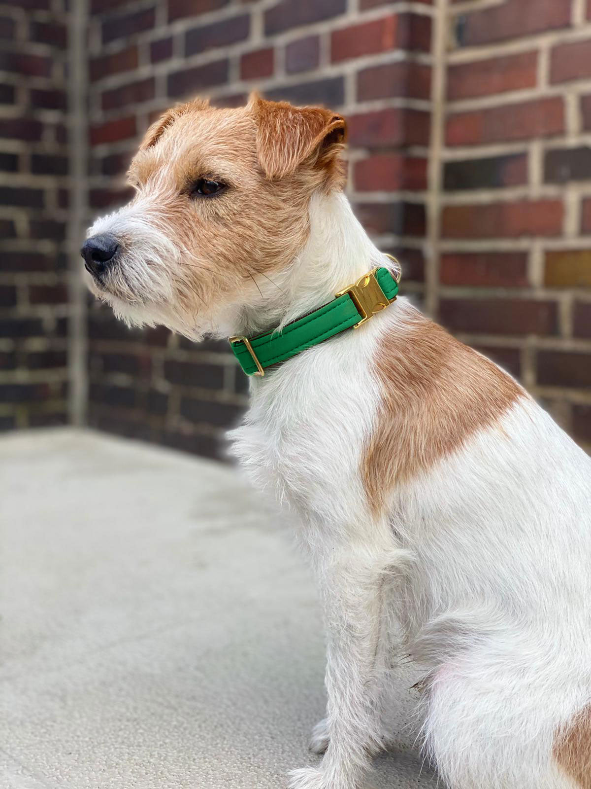 Halsband Softie Grün am Jack Russel Terrier