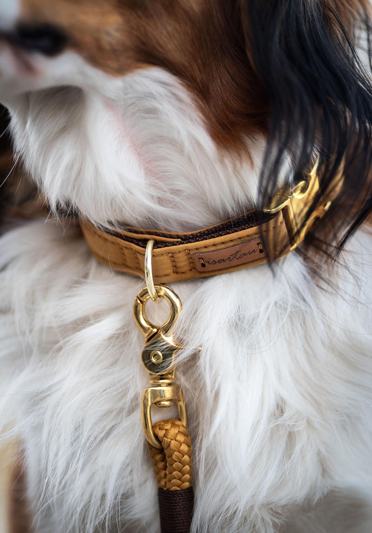 isartau Halsband Softie Karamell – Stimmungsbild mit Hund
