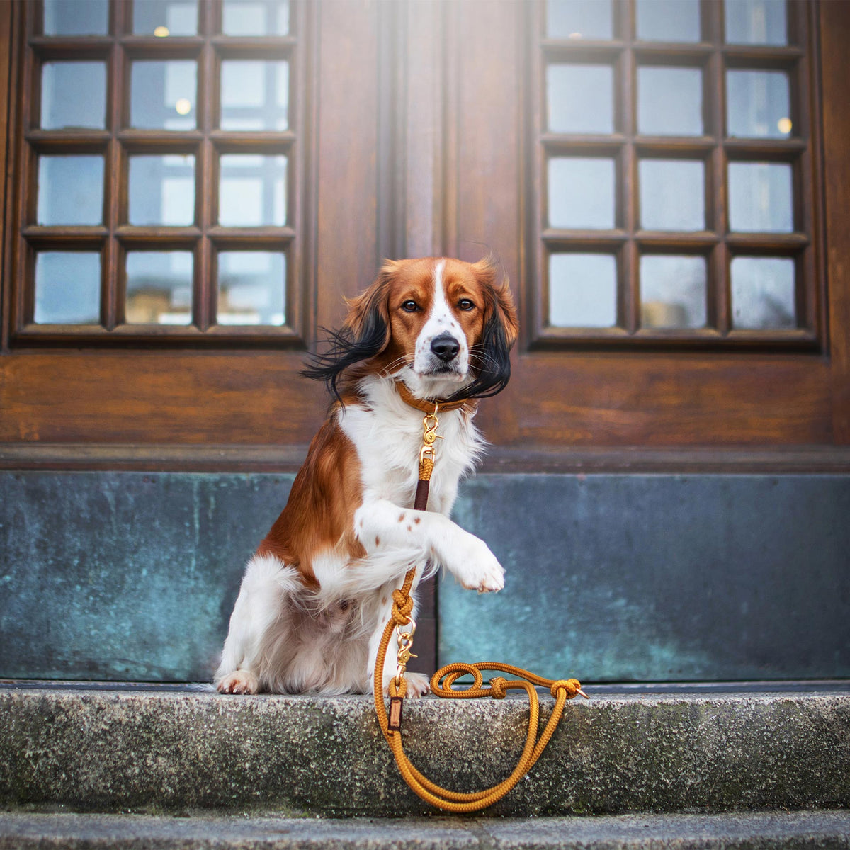 isartau Halsband Softie Karamell – Stimmungsbild mit Hund und Tauleine