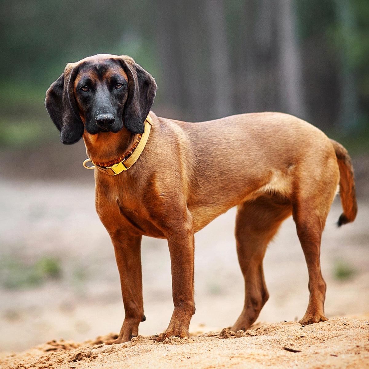 isartau Halsband Softie Karamell – Stimmungsbild mit Hund
