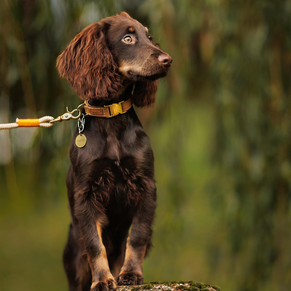 isartau Halsband Softie Karamell – Stimmungsbild mit Hund