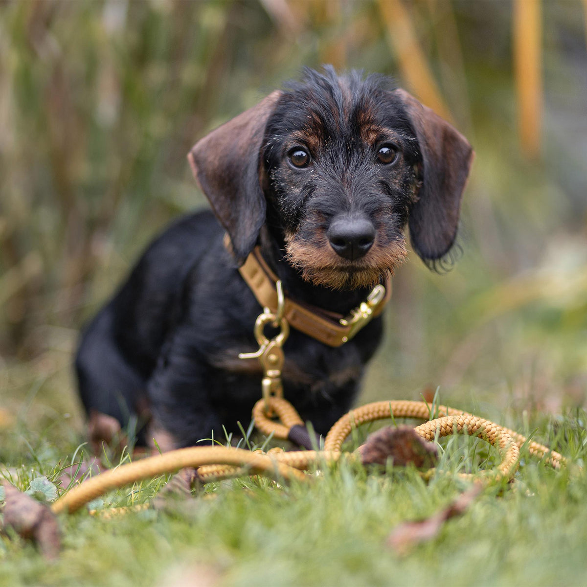 isartau Halsband Softie Karamell – Stimmungsbild mit Dackel