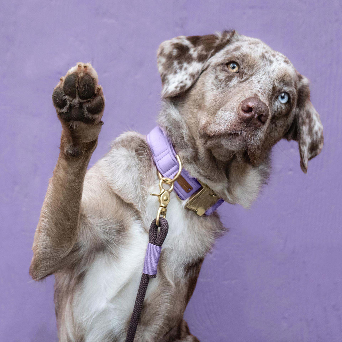 isartau Halsband Softie Lavendel – Stimmungsbild mit Hund